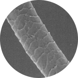 ウール繊維の顕微鏡写真