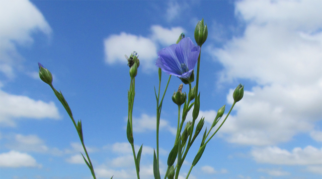 リネンの花1