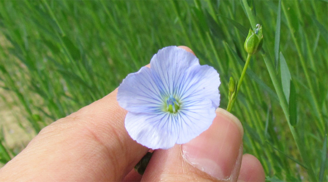 リネンの花2